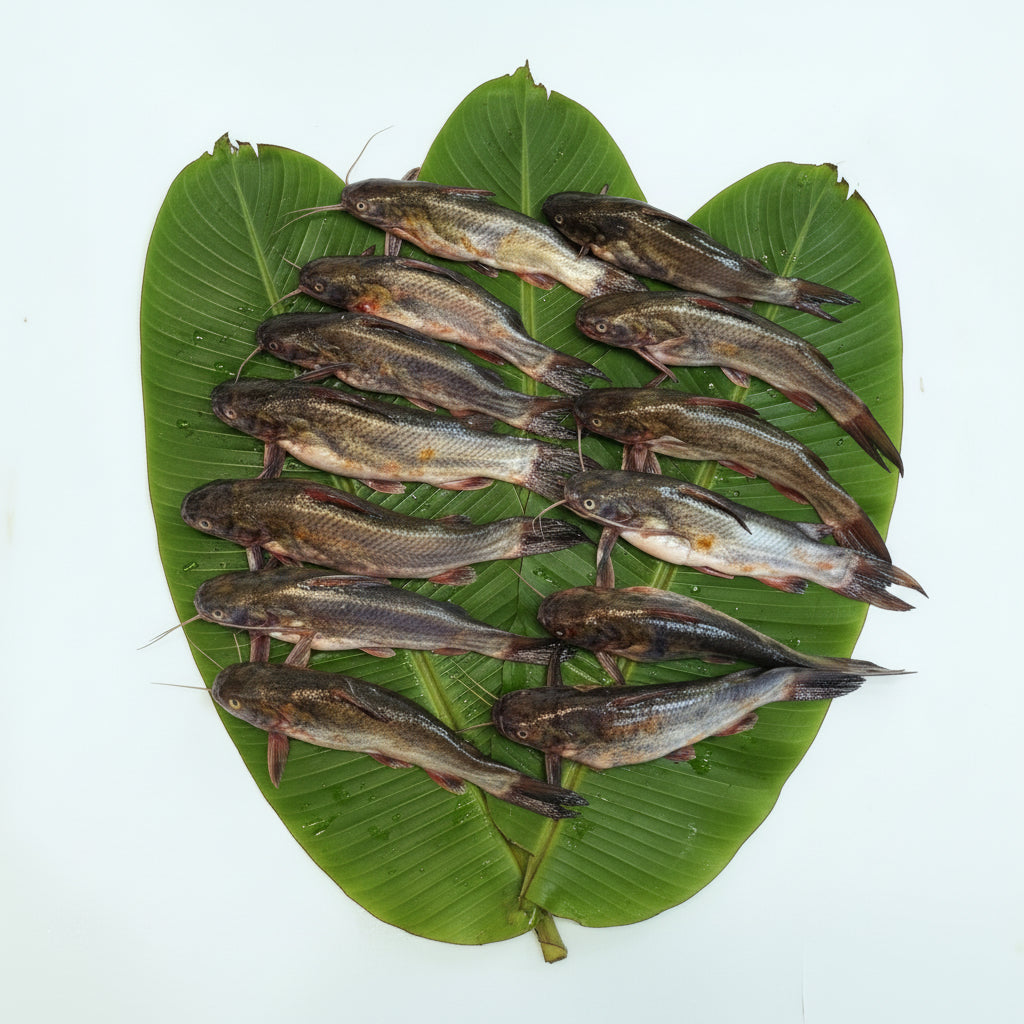 Kalo Tangra - Medium - Cleaned -250gm Gross