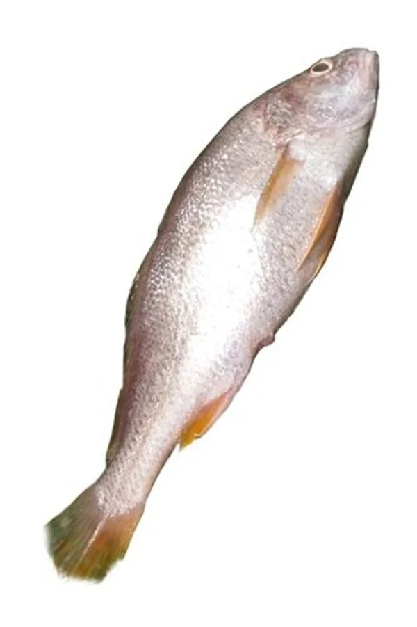 Sada Bhola (Big) - Ring Cut - Multiple Variant Gross Wts