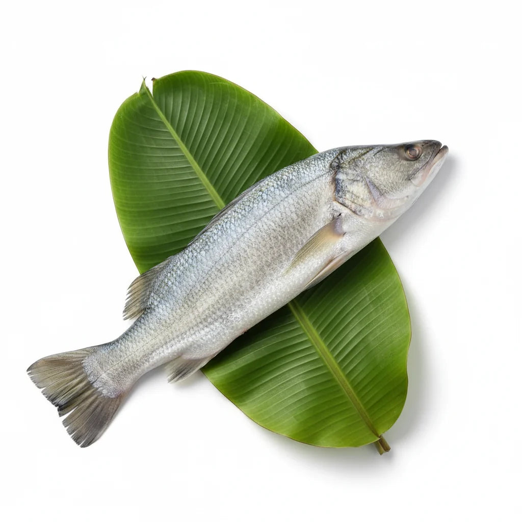 Basirhat Bhetki Big (3Kg Fish) -  Ring Pieces - 250 gm Net wt. - No Head No Tail