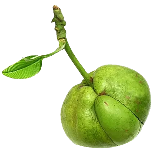 Chalta - 1 Pc - Ranna Pujo Special
