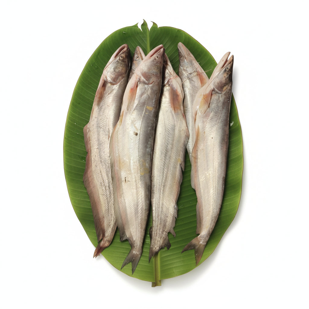 Nodir Boal - Whole - 500 Gm - 600 Gm Fish - Ring Piece Cut
