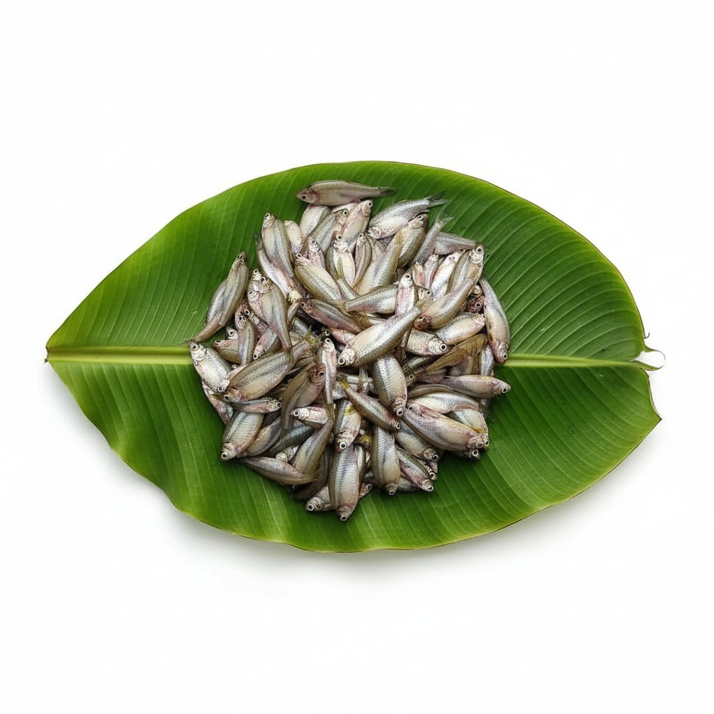 Bengal Pond Mourola big - Uncut  - 130- 150 Gm Pack