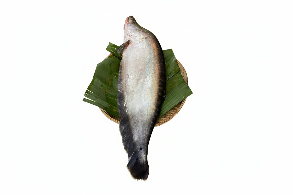 Fresh Chitol Gada (3 kg size) – muitha cut (550 gm) Net wt