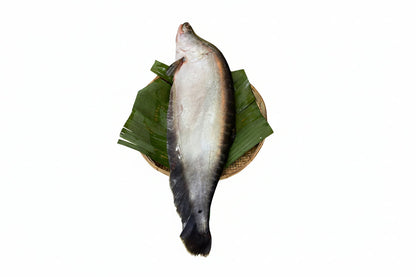 Fresh Chitol Gada (3 kg size) – muitha cut (950 gm) Net wt