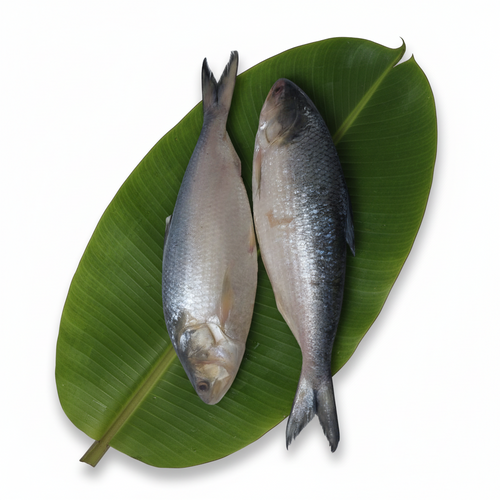 Padma Hilsa – Cut Pieces (Ilish Macher Kol) - 250 Gm - 3-4 Pieces