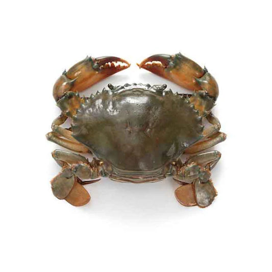 Sunderban Mud Crab (Medium Size) - Pack of 2 Pc - Cut